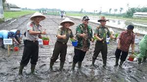 Teknik Mengendalikan Keong Mas Pada Tanaman Padi