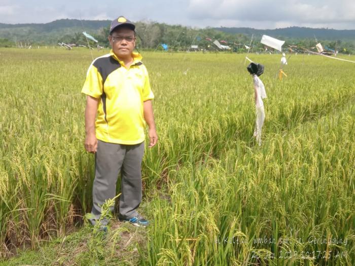 budidaya padi sawah varietas mentik wangi di desa sungai geringging
