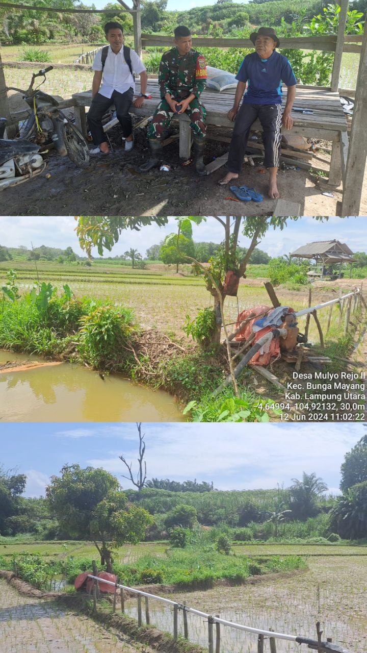 Pompanisasi Sebagai Upaya Peningkatan Produktivitas Lahan Dan Perluasan Areal Tanam Di Kecamatan Bunga Mayang