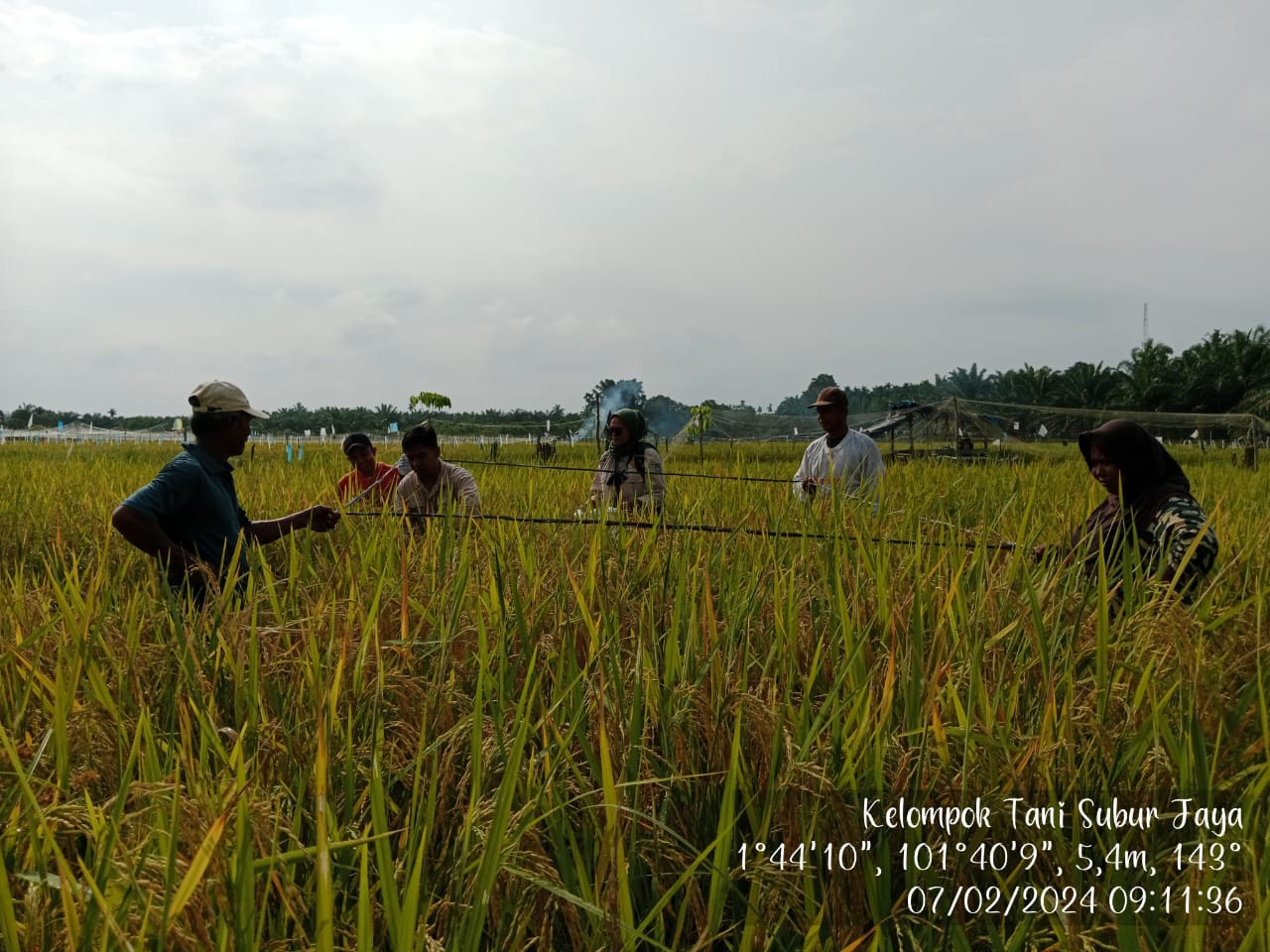 Pengambilan Ubinan Secara Manual di Kelompok Tani Subur Jaya Kelurahan Pergam Kec. Rupat