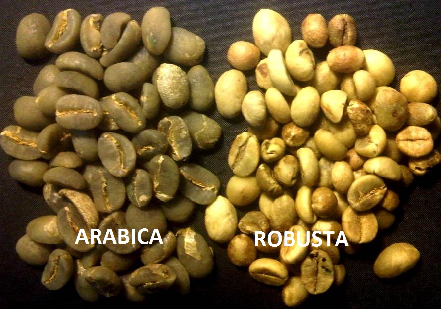 Beberapa TIP Agar Tanaman Aglonema Tumbuh Subur, Segar dan cantik
