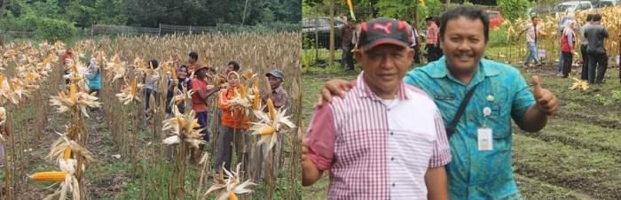 Uji Pengaruh Pengolahan Tanah Terhadap Produksi Jagung Dilahan Kering