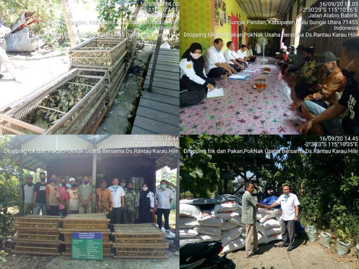 Dropping Itik Dan Pakan Di Kelompok Ternak Usaha Bersama Ds. Rantau Karau Hilir Pada Kegiatan Pengembangan Pembibitan Dan Pakan Ternak