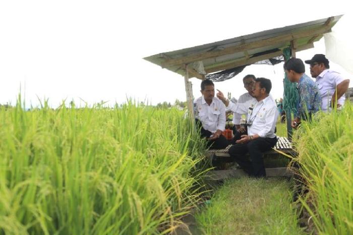HADAPI PANEN RAYA MELALUI KOLABORASI PETANI DAN PENYULUH PERTANIAN