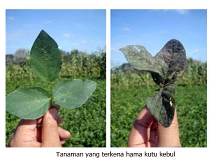 Potensi Jamur Aschersonia aleyrodis (A. aleyrodis) Menjadi Biopestisida untuk Mengendalikan Hama Kutu Kebul