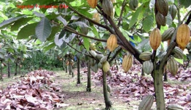 Teknologi Mitigasi pada Perkebunan Kakao di Lahan Kering