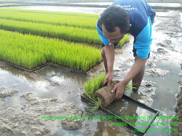 PERSEMAIN DAPOK/TRAY UNTUK PENANAMAN DENGAN RICE TRANSPLANTER DI KECAMATAN MAJENANG