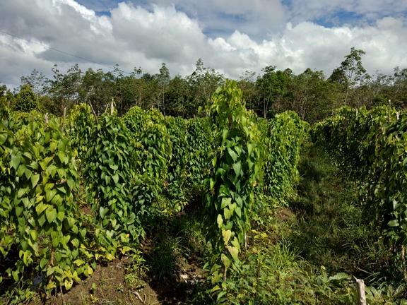 KRIBANG, ALTERNARIF SUMBER PANGAN LOKAL 