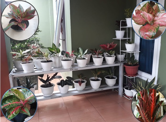 Mengenal Tanaman Hias Aglaonema dan Cara Budidaya Tumbuhan Aglonema.