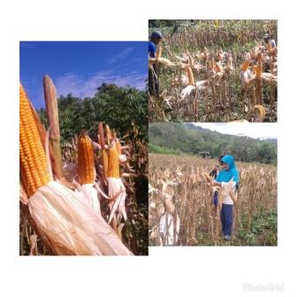 Panen Dan Pasca Panen Jagung 