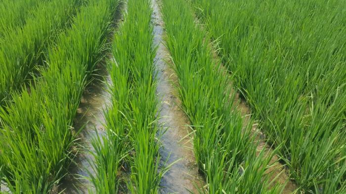 MEMPERBAIKI KESUBURAN DAN KESEHATAN  	TANAH MENUJU BUDIDAYA TANAMAN SEHAT