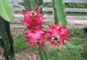 Merakit Bisnis Buah Naga