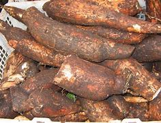 Budidaya Ubi Kayu (manihot Utilissima)