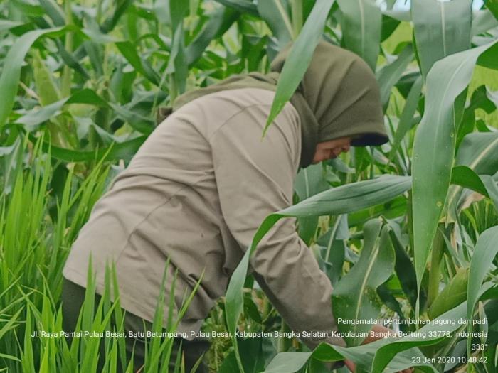 Ulat Grayak (UGJ)  Spodoptera frugiperdaÃ¢â‚¬Â dan Teknik Pengendaliannya pada Tanaman Jagung