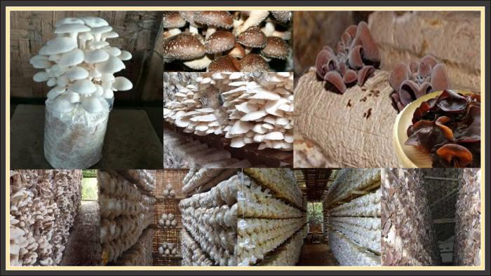 TEKNOLOGI BUDIDAYA JAMUR