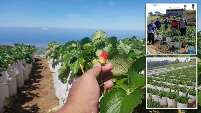 Kebun Stroberi Muntea