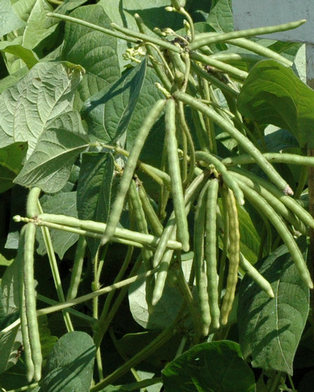 TEKNOLOGI BUDIDAYA KACANG HIJAU  DI LAHAN SAWAH SETELAH PADI 