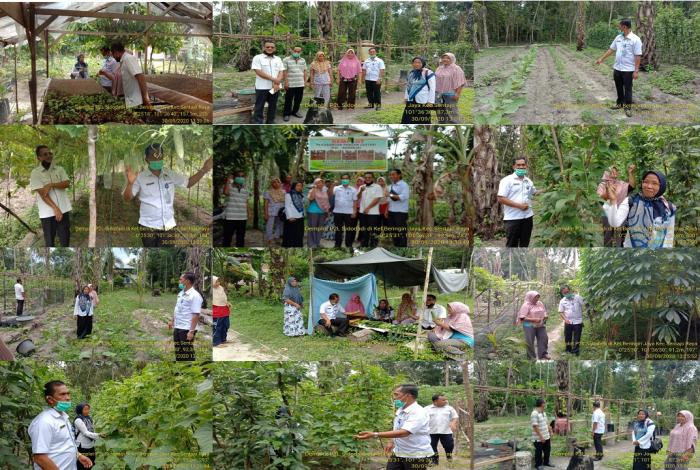 Monitoring Demplot Pemanfaatan Pekarangan Pangan Lestari (p2l) Tingkatkan Kesejahteraan Keluarga Di Tengah Pandemi Covid-19 Lokasi Poktan Sidodadi Kelurahan Beringin Jaya Kecamatan Sentajo Raya Kabupaten Kuantan Singingi  Provinsi Riau Tahun 2020