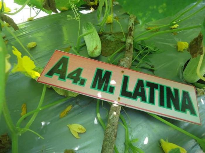 Teknis Budidaya Mentimun (Cucumissativus L.) Latina