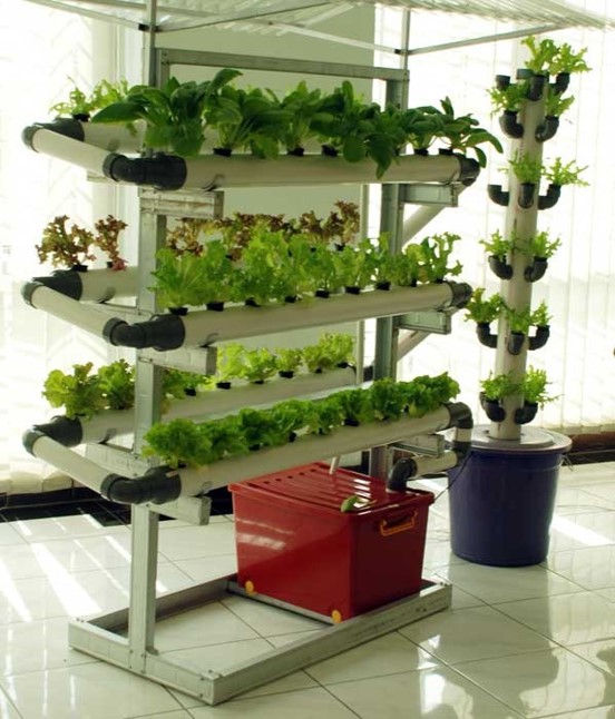 CARA MERAWAT TANAMAN  HIDROPONIK DENGAN BAIK DAN BENAR