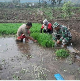 Pembibitan Padi