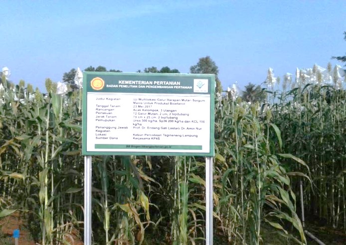 POTENSI PENGEMBANGAN SORGUM