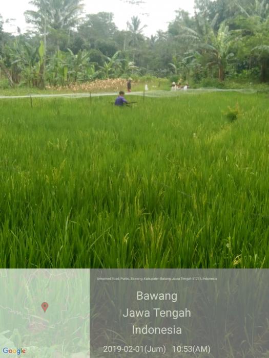 PETANI CERDAS TAPI  TIDAK EKONOMIS DALAM PENGENDALIAN HAMA BURUNG EMPRIT