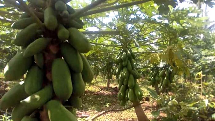 Mengenal Pepaya Carvita / California