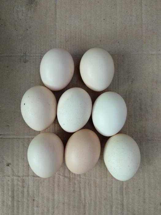 Cara Memilih Telur Tetas Ayam Buras 