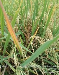 Padi Sawah (oryza Sativa) Varietas Bujang Marantau Adaptif  Di Wilayah Junjung Sirih