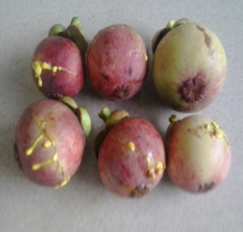 STANDAR MUTU SNI 3211:2009 MANGGIS