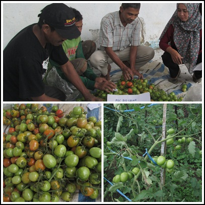 Budidaya Tanaman Tomat 