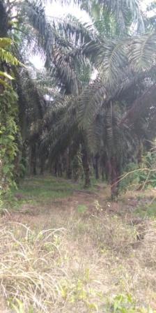 KEGIATAN PEREMAJAAN SAWIT RAKYAT (PSR)  DI KECAMATAN LEDO