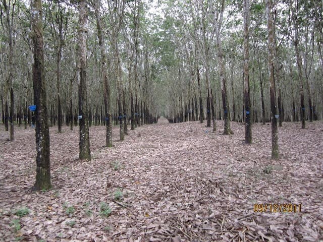BUDIDAYA KACANG HIJAU