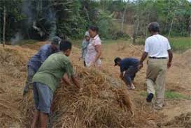 Teknik Pembuatan Bokashi Jerami  Dan Bokashi Pupuk Kandang