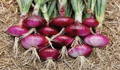 Mudahnya Budidaya Bawang Merah Hingga Panen Melimpah