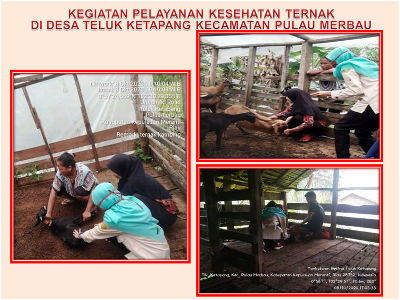 KEGIATAN PELAYANAN KESEHATAN TERNAK  DI DESA TELUK KETAPANG KECAMATAN PULAU MERBAU
