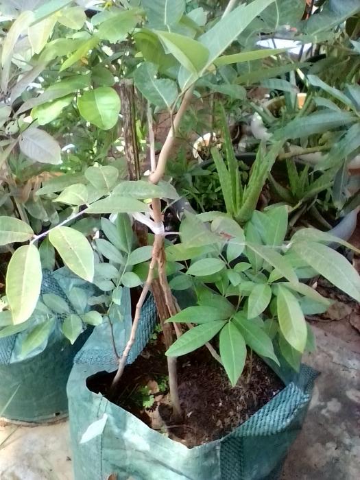 TEKNIK KAKI GANDA PADA TANAMAN KELENGKENG