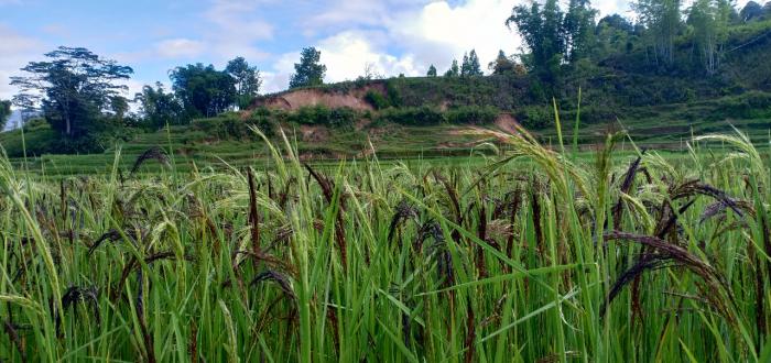 KERAGAMAN SUMBER DAYA GENETIK TANAMAN PADI PAREÃ¢â‚¬Â LOKAL DI SULAWESI BARAT