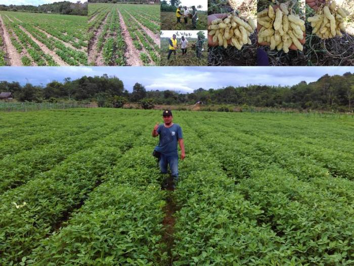 CARA BUDIDAYA KACANG TANAH AGAR HASIL OPTIMAL