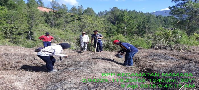 TANAM JAGUNG PERDANA DI KELOMPOK TANI TUNAS HARAPAN DESA OSANGO KECAMATAN MAMASA