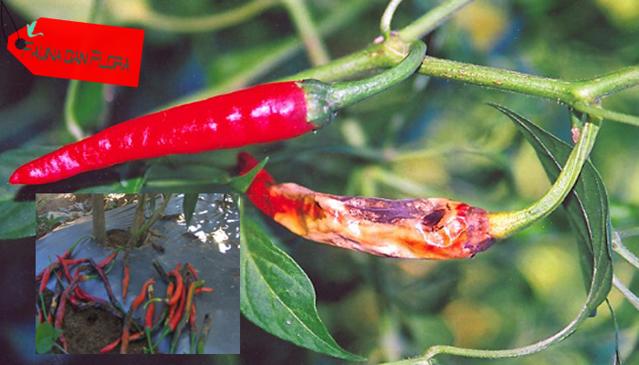 Cara Mengatasi Hama Lalat Buah pada Tanaman Cabai