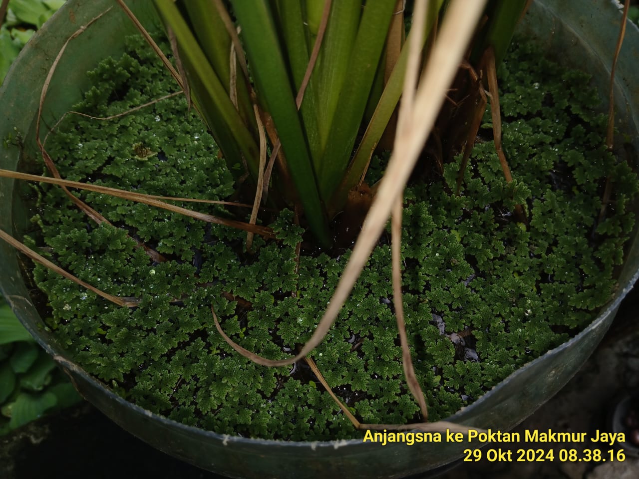 MEMANFAATKAN TANAMAN AZOLLA MICROPHYLLA PADA TANAMAN PADI