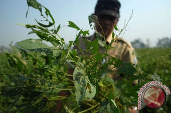 Pengendalian Hama Penggerek Polong Pada Kedelai