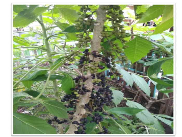 MENGENAL TANAMAN KEMUKUS SI ANTIOKSIDAN