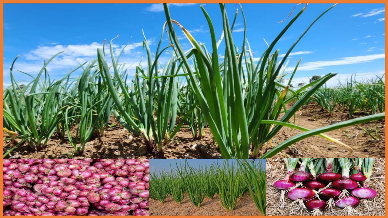 STANDAR MUTU SNI 3159:2013 BAWANG MERAH