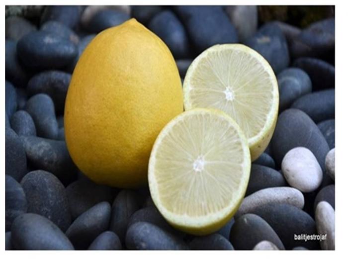 MENGENAL SPESIES MONTAJI AGRIHORTI, LEMON TANPA BIJI KAYA VITAMIN