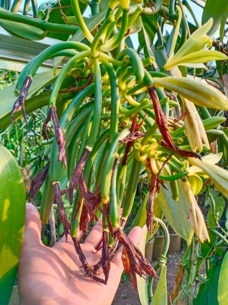 Mengapa Perlu Penggunaan Pupuk Organik Untuk Lahan Pertanian