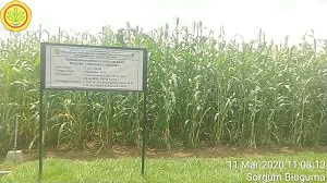 DIVERSIFIKASI PANGAN  DENGAN SHORGUM BIOGUMA