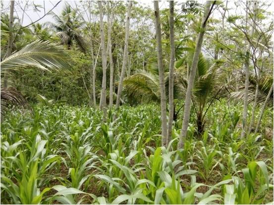 BUDIDAYA JAGUNG DI BAWAH TEGAKAN